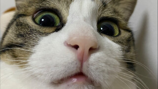 How can a cat be afraid of mice?