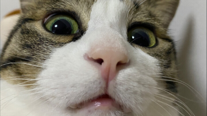 哪有猫怕老鼠的？