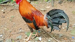 My GoldenBoy sweater/Claret 6 Months old Late born Wpc banded/Sbcc banded 💪🐓