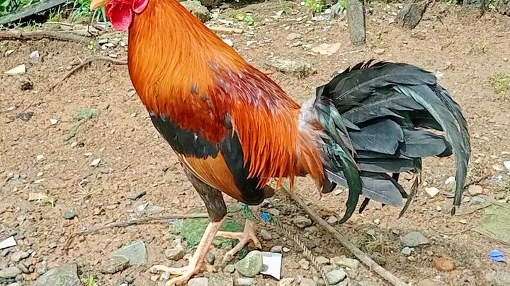 My GoldenBoy sweater/Claret 6 Months old Late born Wpc banded/Sbcc banded 💪🐓