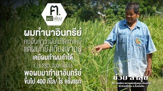 เปิดใจ ลุงช่วย สาสุข ผู้บุกเบิกการทำนาอินทรีย์แห่งทุ่งกุลาร้องไห้ ฅ.พอเพียง จ.ร้อยเอ็ด  : FEED