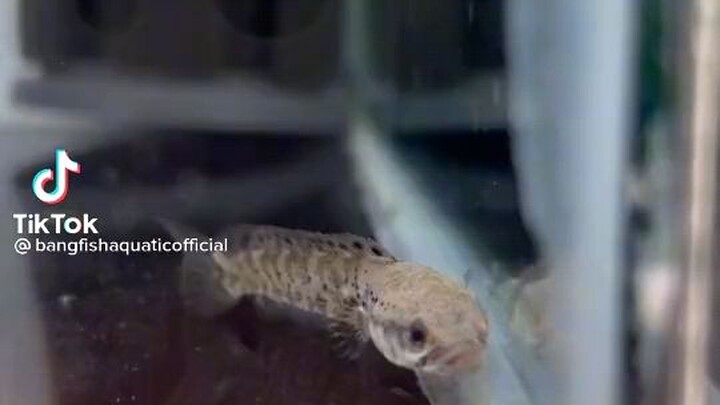 Ikan Channa spek kontes