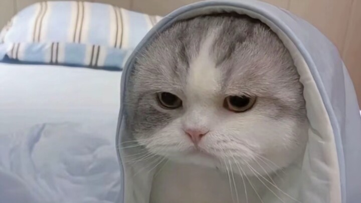 2022年的事情，男子带孕妇去医院途中，因路口未礼让保时捷车主，遭追赶逼停，的后续。