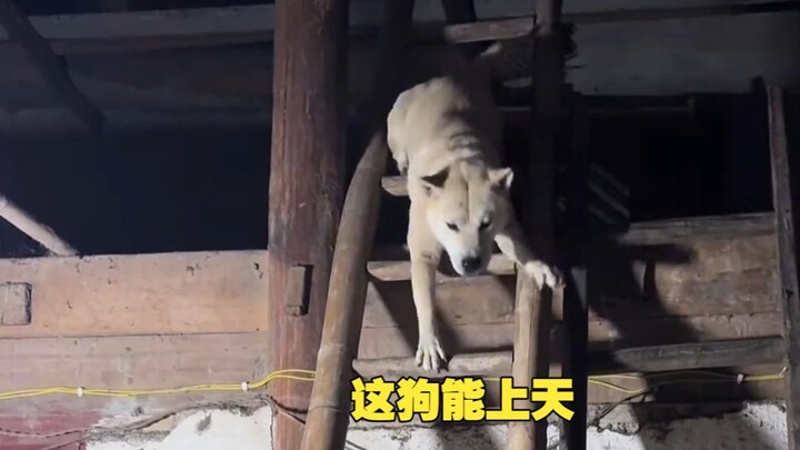 This dog can climb stairs—it’s practically reaching for the sky!