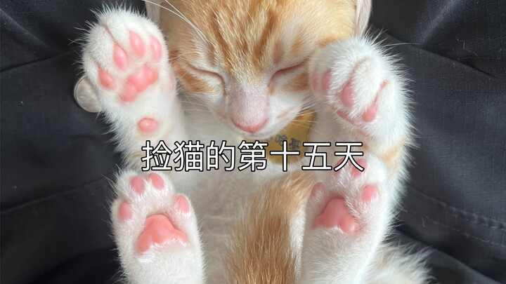 Hari ke-15 sejak menemukan kucing: Sahabat Haki Haki, Amerika, dimakan