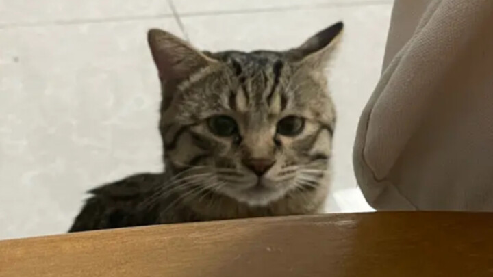 How far will this little kitty go to sweet-talk you for some ice cream?