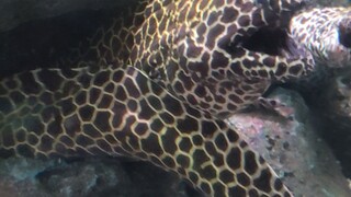 ปลาอะไร??