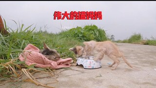 The mother cat would rather starve to death and exhaust all her energy to take care of her children.