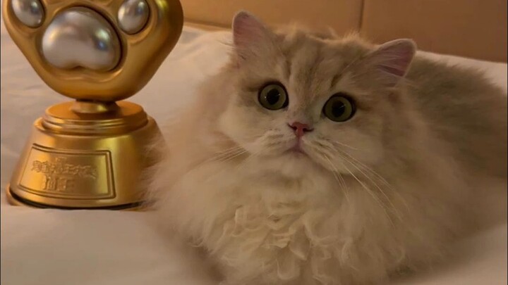 Little King of Cats—Got it!