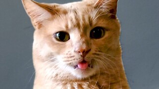 Cats Are Hilariously Cute | Funny Pet Videos