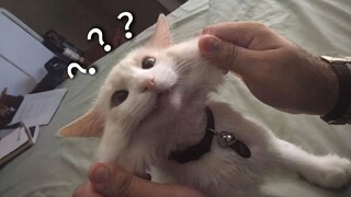 A Collection of Animals' Confusing Behaviors 218