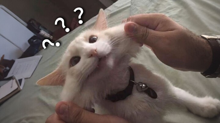 A Collection of Animals' Confusing Behaviors 218