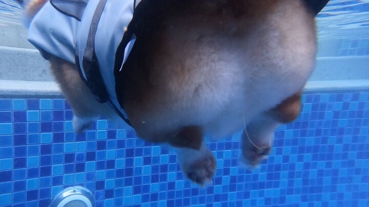 การดู Corgi ว่ายน้ำจากมุมมองใต้น้ำเป็นอะไรที่น่ารักมาก!