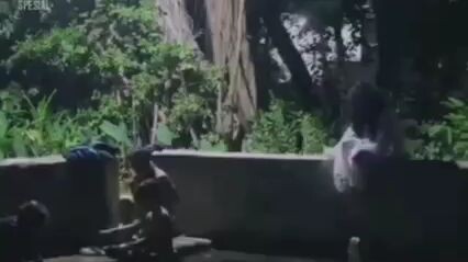 Funny videos