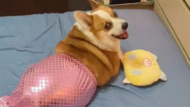 นี่น่าจะเป็นจุดสูงสุดของความเซ็กซี่แบบใสๆ ในหมู่สุนัขเลยนะ