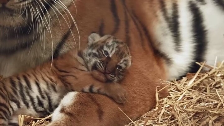 (สัตว์เลี้ยง) แม่เสือโคร่งอุ้มลูกที่น่ารักของเธอไว้ในอ้อมแขน
