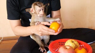 Smart Baby Lion Look So Happy, Mom Prepare Orange & Apple Fruits For Lunch