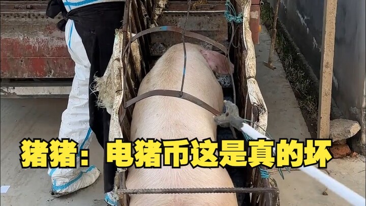 Zhu Zhu: Koin Elektrik ini benar-benar rusak!