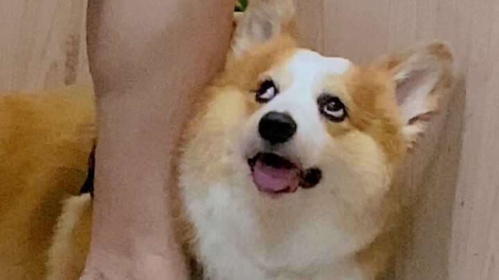 Pipi's Daily Life丨Three Elevator Puppy Styles