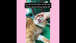 [Vietsub] Cách bón thuốc 💊 cho Boss khó tính | Ổ nhỏ của Hoài