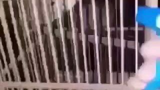 THE WORLD BIGGEST BIRD IN THE WORLD