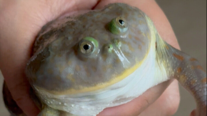 Menurutku Josuke sangat imut (mengandung katak badut, awas kalau takut)