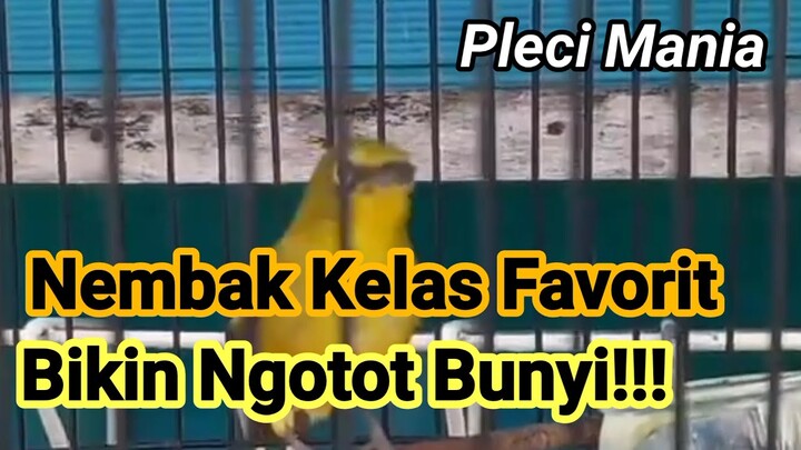 Pleci Nembak Favorit Pancingan Agar Ngotot Nembak!!!!