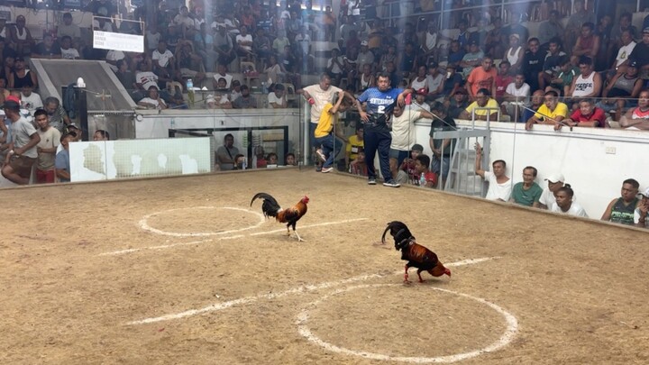 PCC 4 COCK FINALS FIRST FIGHT ENTRY NAME: AB NATAPPIAN