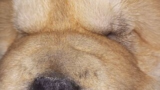 cute chow