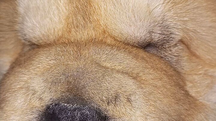 cute chow