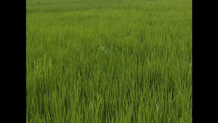 #SurajVlog2082 #NepaliVlog #Nepal #VlogLife #NewJourney