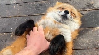 Fox Fox: Ừm... anh muốn chạm vào em nữa không?