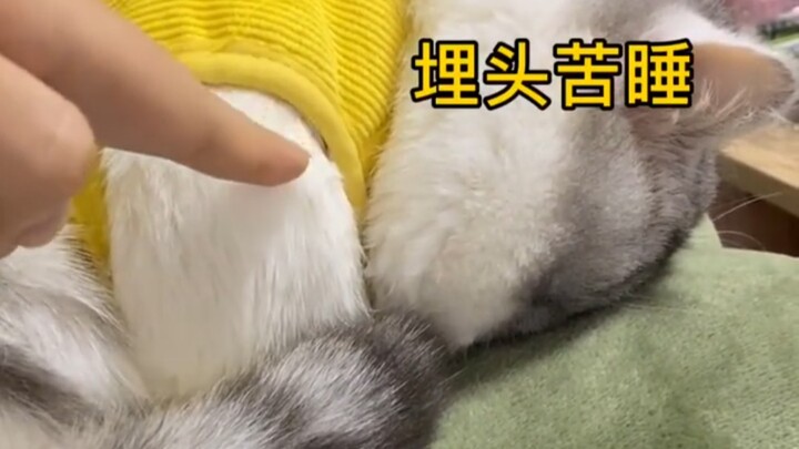 Why Cats Have Big Faces?