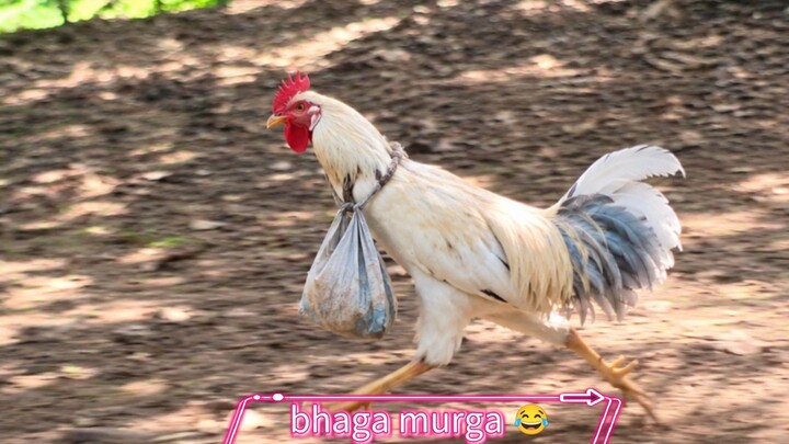 🤣 Murga Bhaga, Thaila Lekar! 🐔👜
