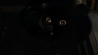 我家黑猫现在就是这个样子！说假话罚我抓鸭子，抓几只都行！55555