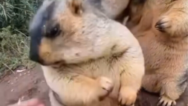 Juicy Marmot: Don’t Mess With Me!