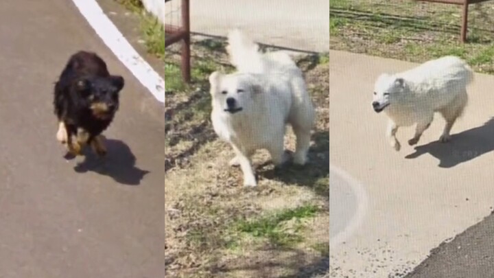 This dog is chasing the Google Maps car!