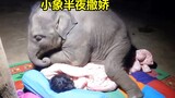 饲养员半夜被小象吵醒，还得哄它入睡，最后连被窝都没了