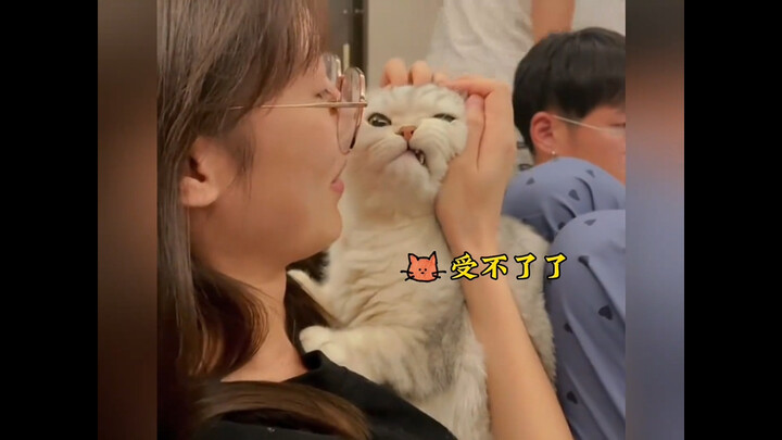 Manusia ditolak oleh kucing