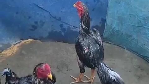 Barred Rock won his first Dance Competition.