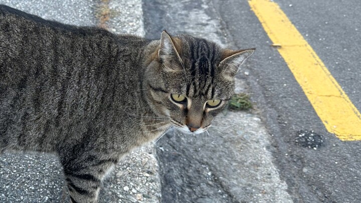 Kucing Selandia Baru juga disebut Mimi