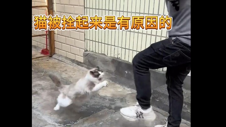 Sure enough, there’s a reason why cats are kept on leashes!