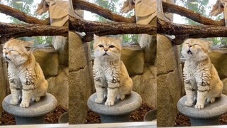 Suara ajaib menusuk telinga! Setelah mendengarnya, aku sampai lupa bagaimana suara kucing.
