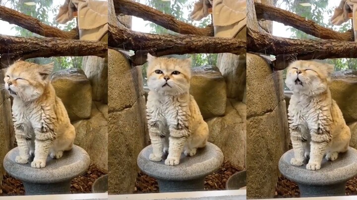 Mind-blowing sound! After listening, I forgot how cats meow.