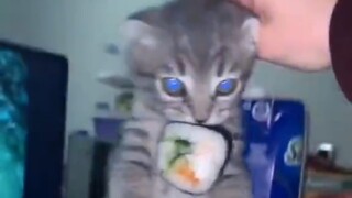 "Cat: What's wrong with me eating two bites???"