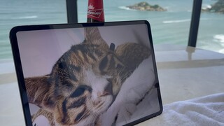 That day, I lost my cat and also lost my daughter.
