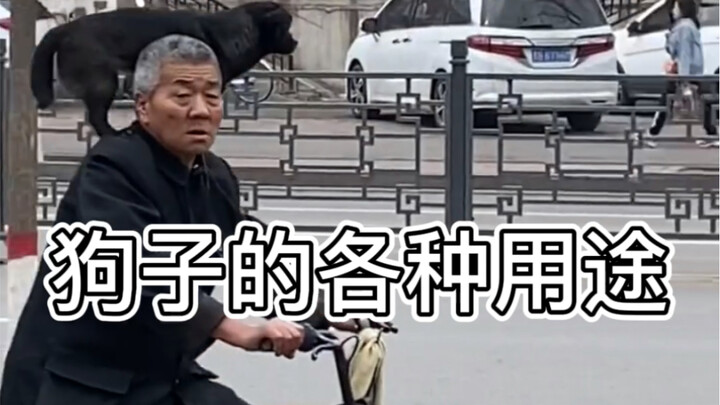 الاستخدامات المتنوعة للكلاب