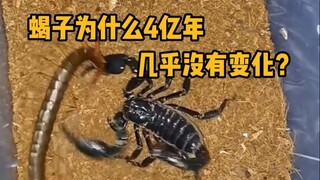 Scorpions have evolved for 400 million years, yet they've barely changed. #Science #Scorpion #Evolut