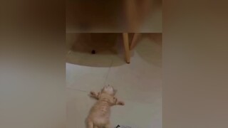 Má say(sữa) quámèo cute foryou