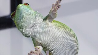 原子尺度的细节，是壁虎轻松爬墙的秘密